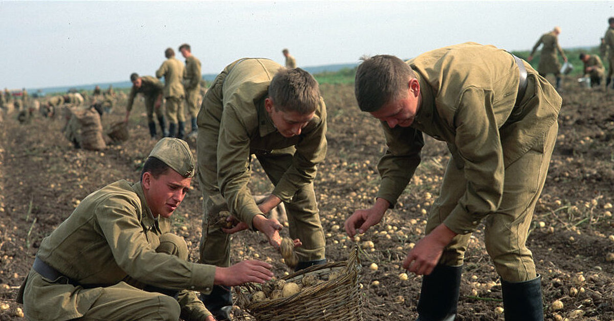 Рота уже залегла. Солдаты на картошки уборка урожая. Советская армия на уборке урожая. Солдаты на картошке. Картошка в армии.