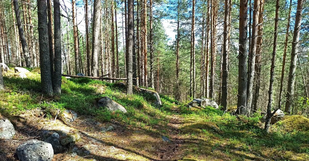 Karelia 2021, along the Kepa River - My, The photo, The nature of Russia, Карелия, Vacation, No filters