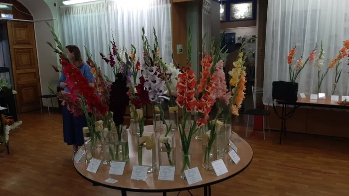 Exhibition of gladioli in the Moscow Biological Museum - My, Gladiolus, Exhibition, Moscow, Flowers, Plants, Botany, Longpost