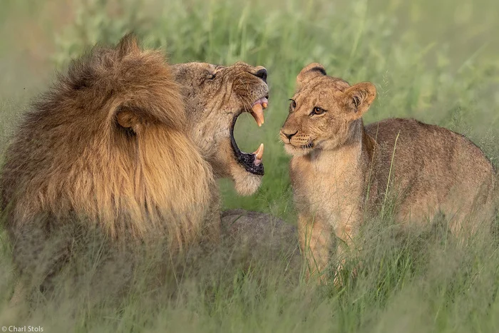 Dad, would you brush your teeth - a lion, Lion cubs, Big cats, Cat family, Animals, Wild animals, Predator, wildlife, , Africa, Botswana, The photo, Predatory animals