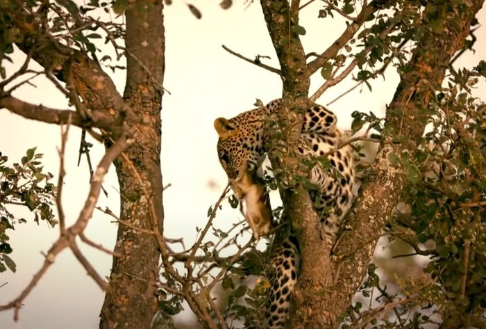 Первая охота юного леопарда Леопард, Большие кошки, Семейство кошачьих, Мангуст, Дикие животные, Охота, Заповедники и заказники, Интересное, Серенгети, Африка, Видео, Длиннопост, The National Geographic