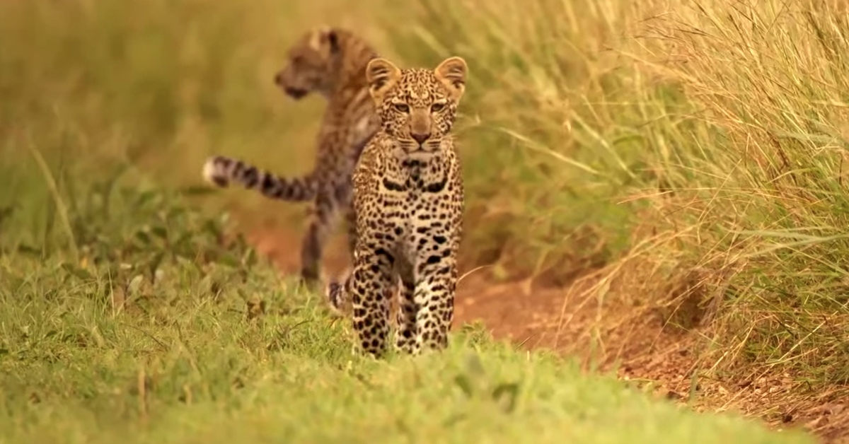 The first hunt of a young leopard - Leopard, Big cats, Cat family, Mongoose, Wild animals, Hunting, Reserves and sanctuaries, Interesting, , Serengeti, Africa, Video, Longpost, The national geographic