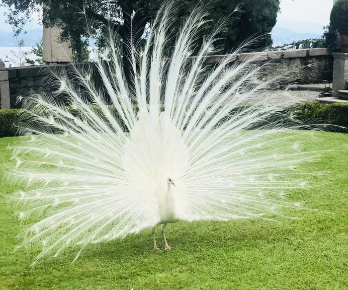 Firebird - My, Birds, Mobile photography, beauty of nature, Peacock, Albino