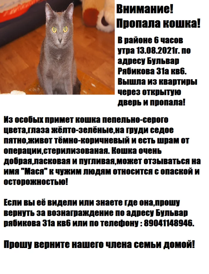 Power Peekaboo, help, please! Irkutsk - My, Lost cat, Cat lovers, The strength of the Peekaboo, Lost, cat, Irkutsk, No rating