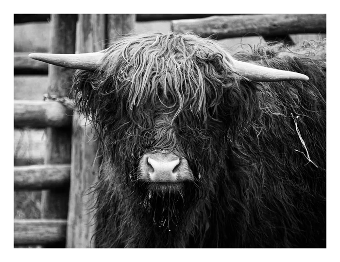 Bull Highland - My, Beginning photographer, Black and white photo, I want criticism, Bull, Highland