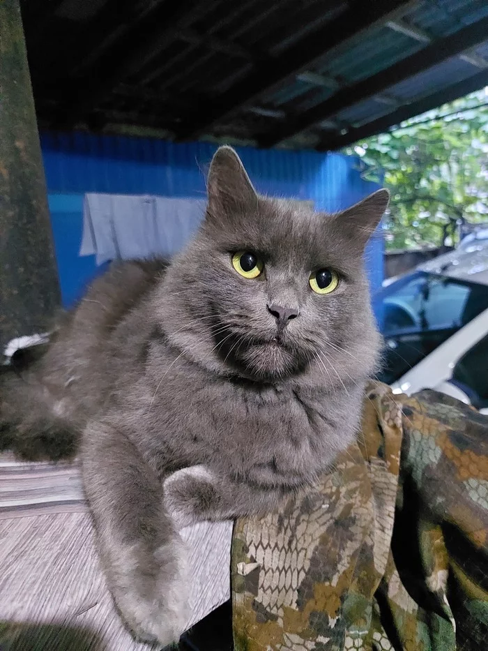 Stanichny cat - cat, Grey, Longpost