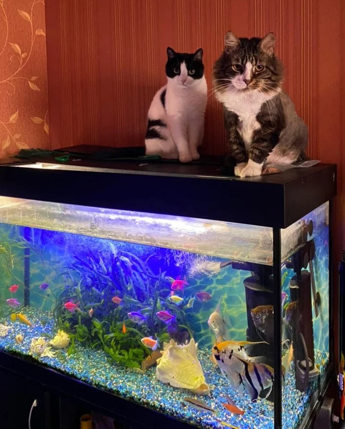 We don't sell fish, we show - cat, Memes, Fishermen