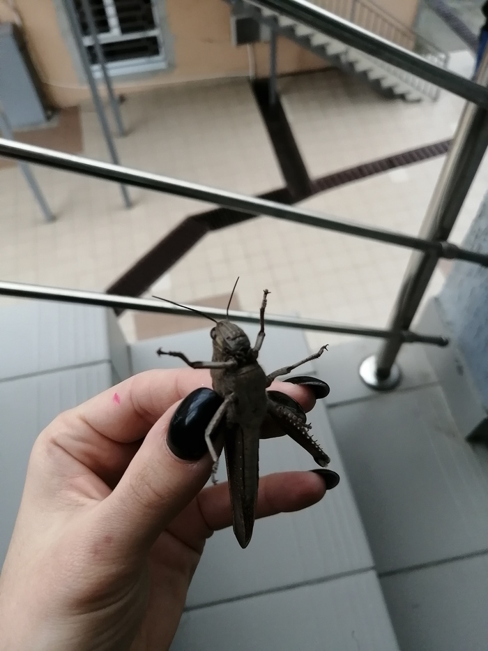 ������, ������! �����