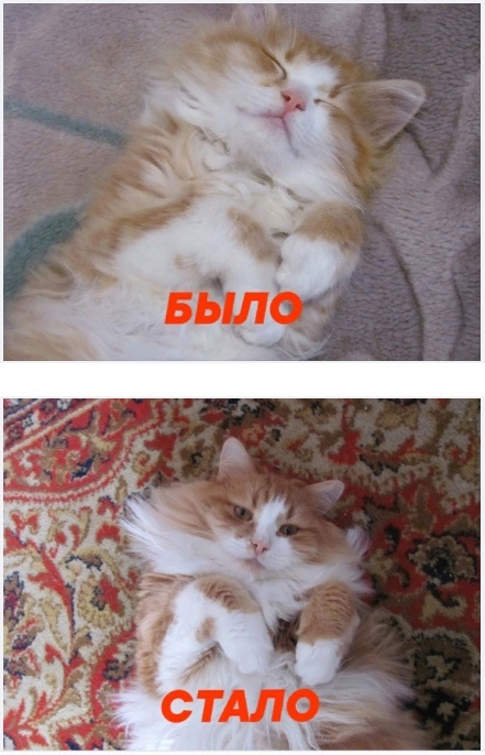 Кот. 10 лет - Моё, Кот, Котята, Было-Стало, Пушистые, Рыжие, Толстые котики