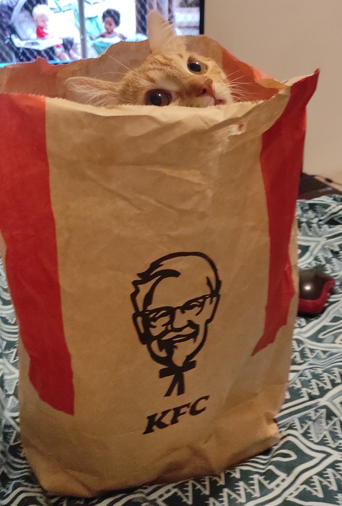 Kentucky Fried Cat