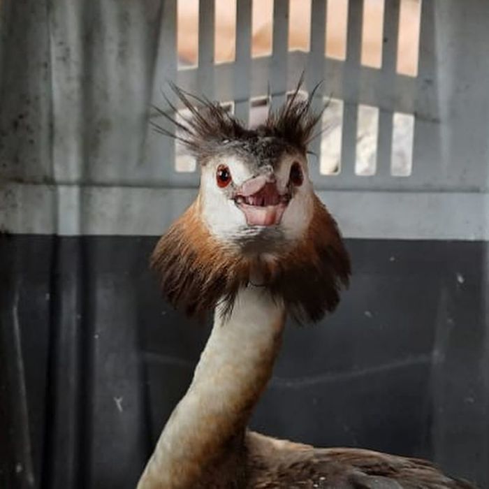 A new handsome patient appeared at the Tiger Wildlife Rescue Center - Chomga, Birds, Animal Rescue, Wild animals, Tiger Center, Primorsky Krai, Longpost