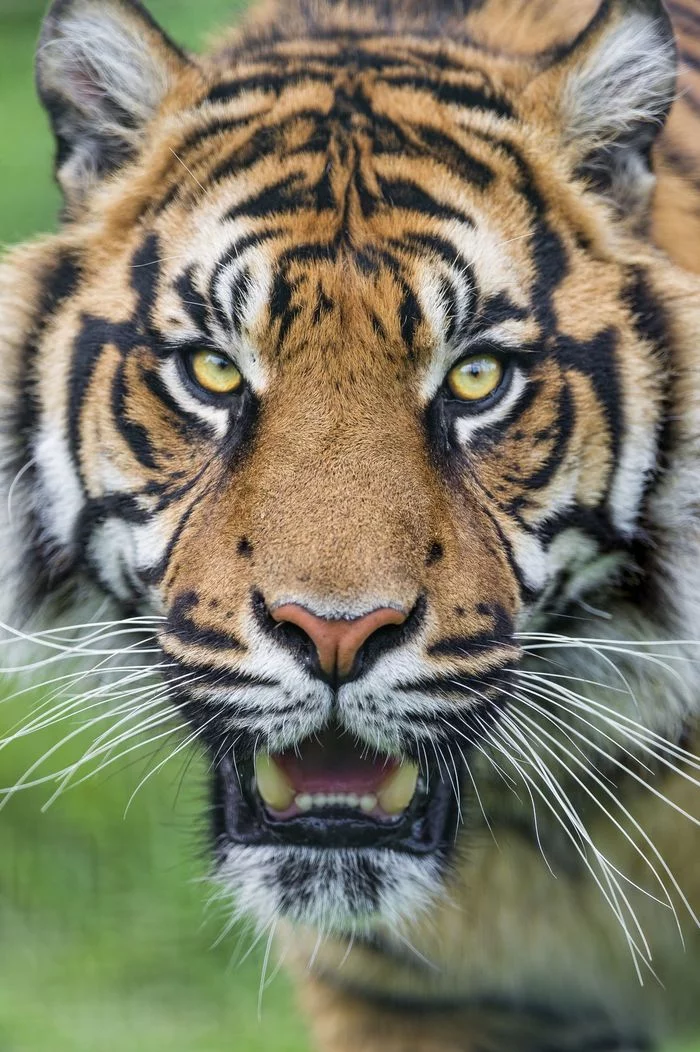 Sumatran tiger - Tiger, Big cats, Cat family, Animals, Wild animals, Zoo, The photo, Longpost, Predator, Predatory animals