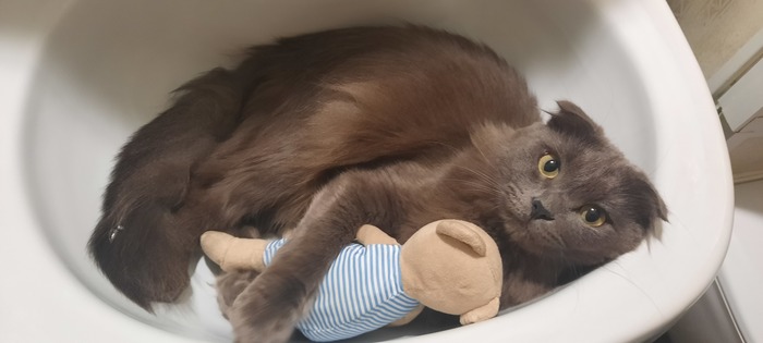 You interfere... - My, cat, Scottish lop-eared, Sink, The photo