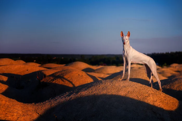 Varya on Mars (no) - My, Podenko Ibitsenko, Dog, Longpost, Pets