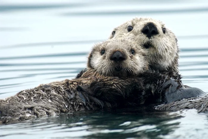 Biologists have uncovered the secret that allows sea otters to keep warm in icy water - My, Otter, Warm-blooded, Thermoregulation