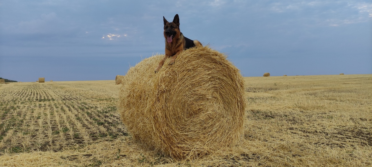 Walk in the field with German Shepherd Arya - My, Walk, Field, Summer, German Shepherd, Dog, Nature, Longpost