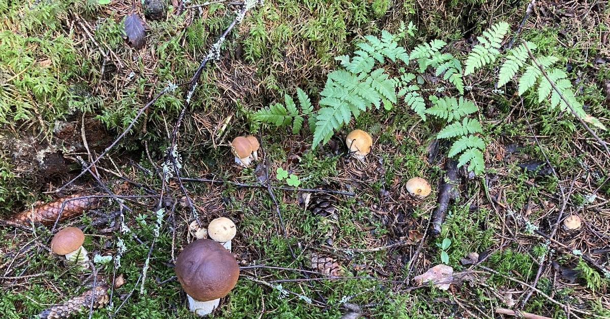We waited for mushrooms in the Leningrad region - My, Mushrooms, Forest, Borovik, Longpost