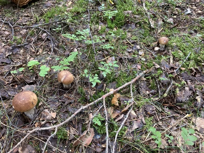 Mushrooms of the Leningrad region, part 2 - My, Mushrooms, Silent hunt, Forest, Borovik, Boletus, Happiness, Longpost