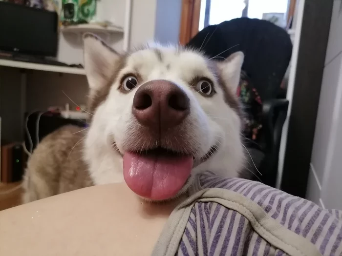 And maybe a bite? - My, Husky, Siberian Husky, Dog, The photo