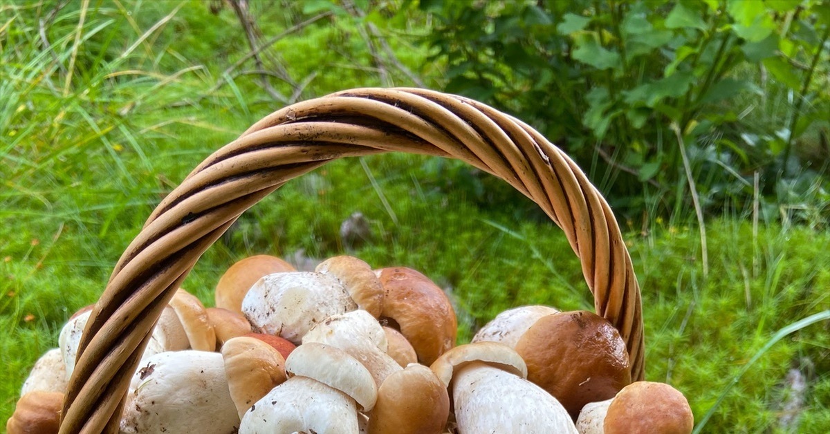 Mushroom beauty to you from St. Petersburg - My, Mushrooms, Porcini, Chistoman, Forest, Nature, Longpost