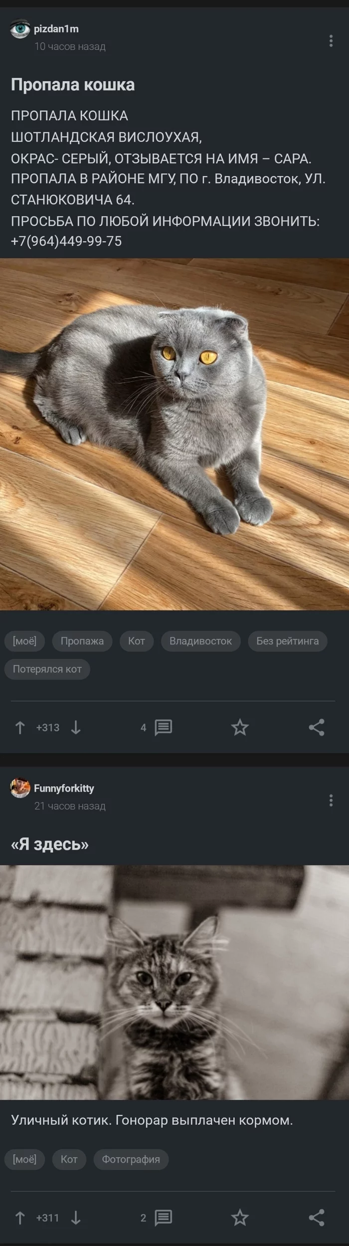 Coincidence - cat, Coincidence, Longpost