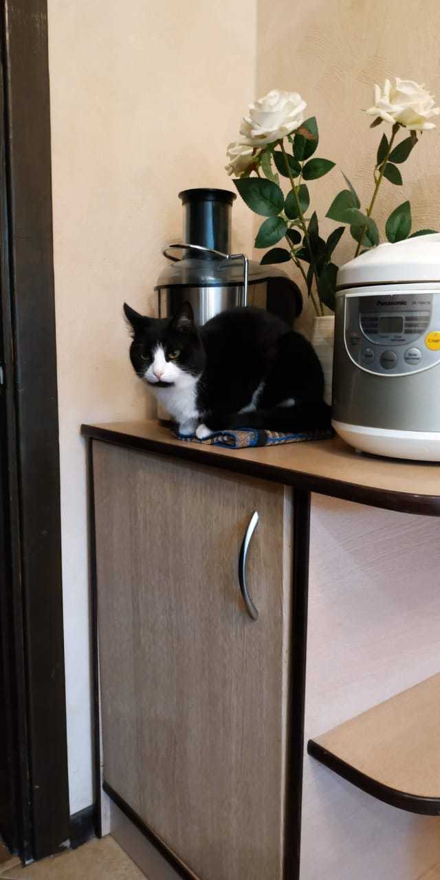 Lost Voronezh - My, Pets, Lost, cat, Longpost, No rating, Voronezh, Lost cat