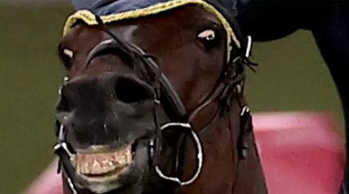 Звезда «Теории большого взрыва» намерена купить лошадь, которую избили на  Олимпиаде-2020 | Пикабу