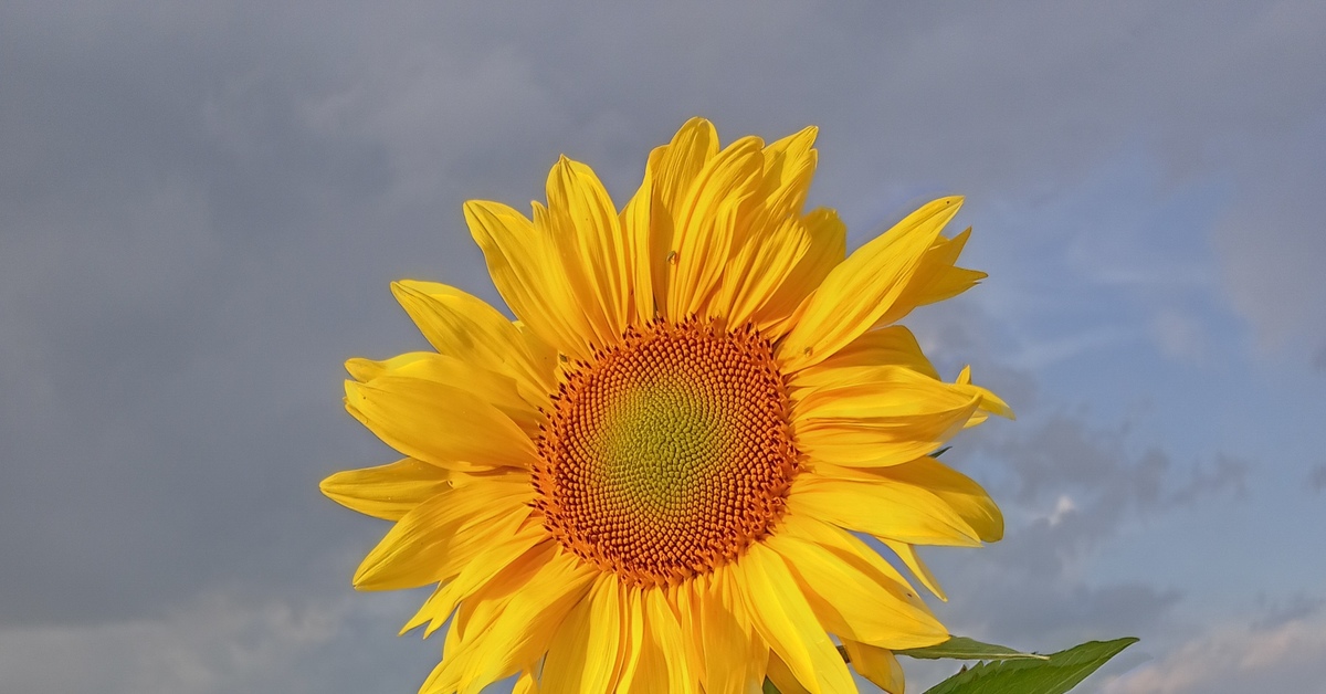 Sharing beauty - My, After the rain, Mobile photography, Sunflower, Подмосковье, No filters, Nokia