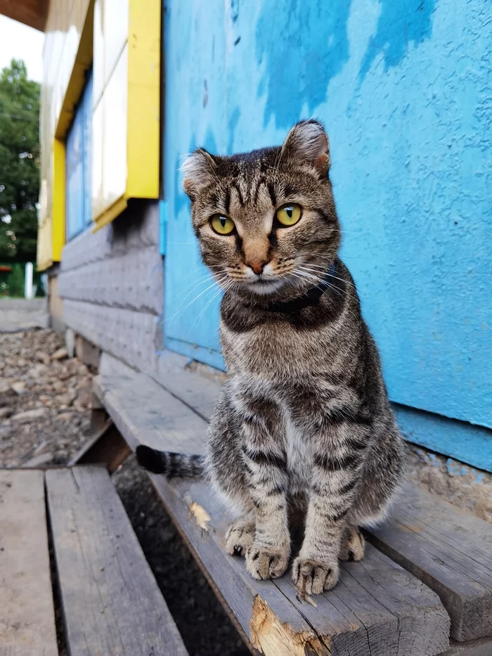 Home Reveler - My, cat, Beginning photographer, Longpost