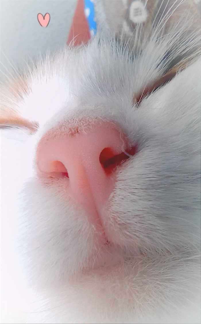 Tesla Model Purr , , Tesla, ,  