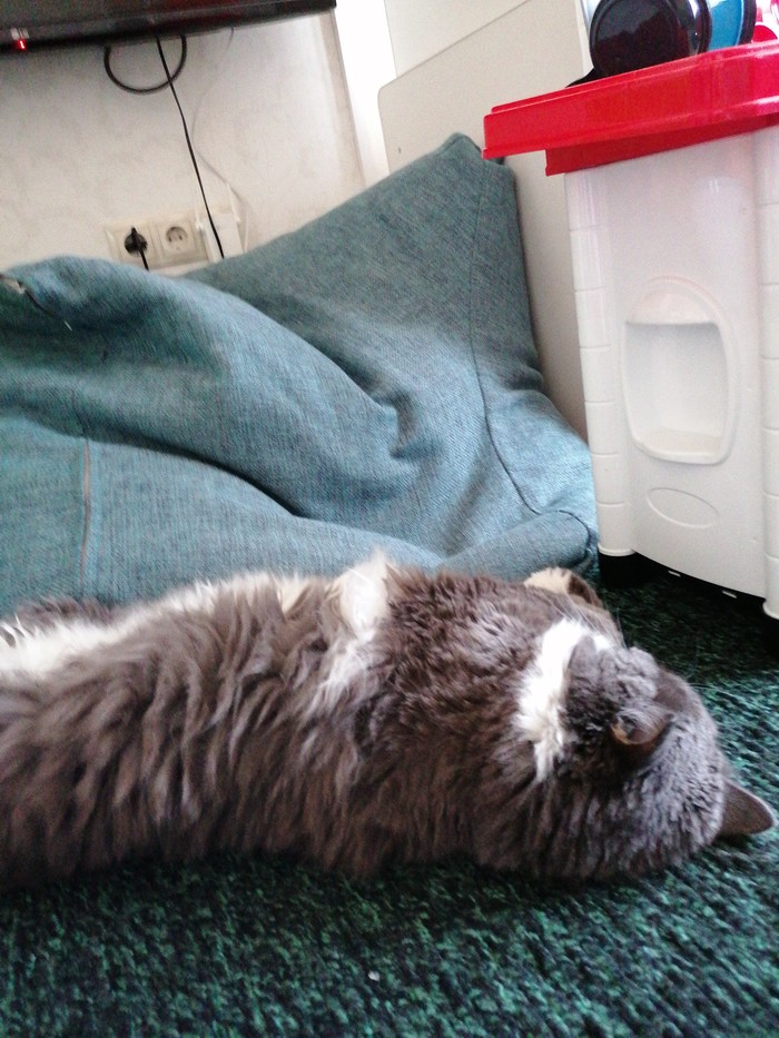 Кот спит. и ему неплохо