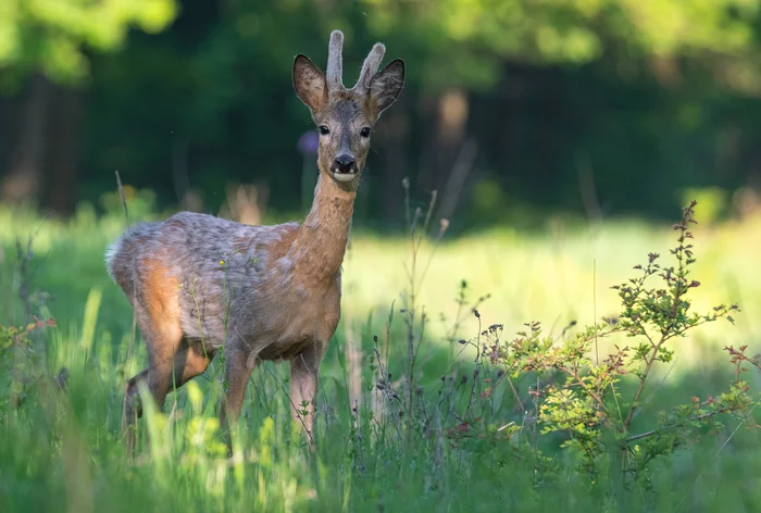 A young and curious male European roe deer - Roe, Artiodactyls, Wild animals, beauty of nature, The national geographic, The photo, Morning, Edge of the forest, , Tula region