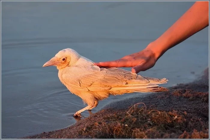 White crows: The fate of special birds in a flock. How do their relatives really treat them? - Animals, Birds, Crow, White crow, Albino, Animal book, Yandex Zen, Longpost