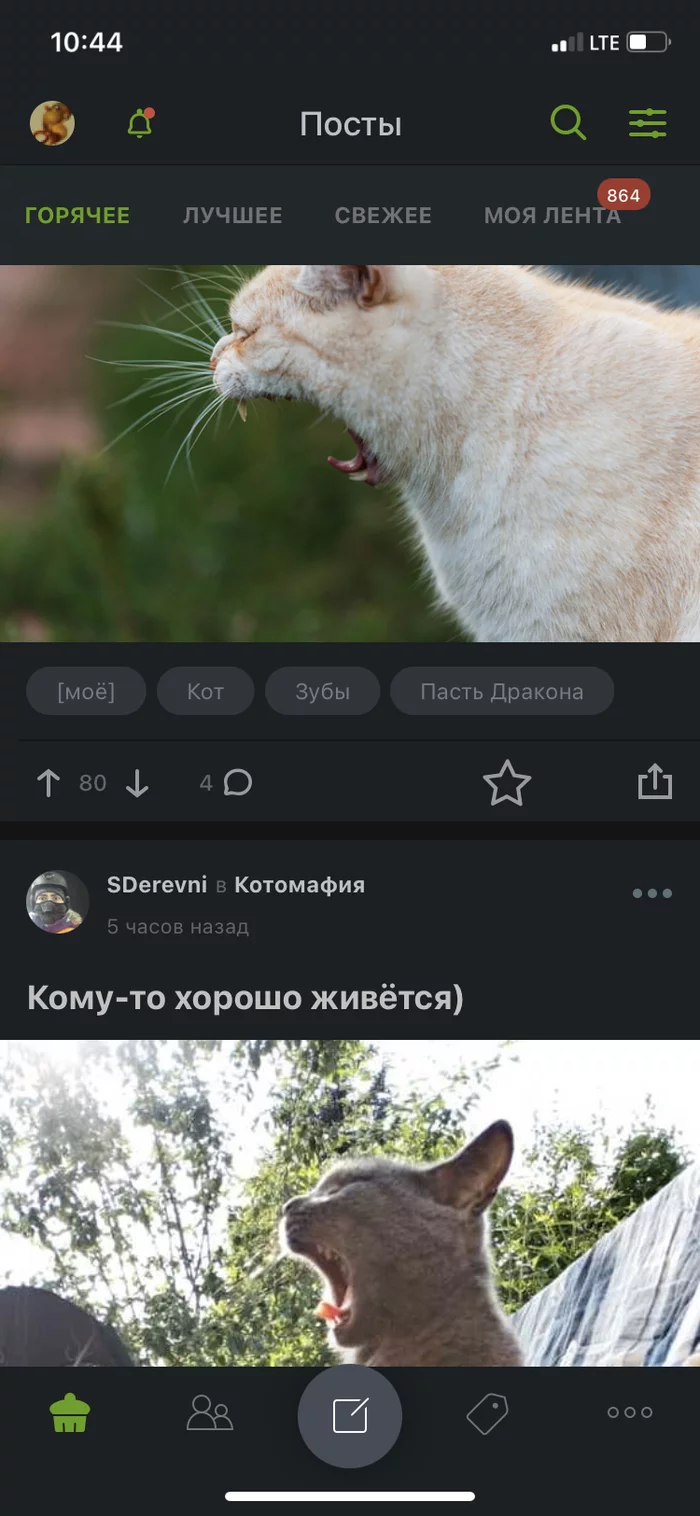 Peekaboo makes you yawn - cat, Screenshot, Yawn, Longpost