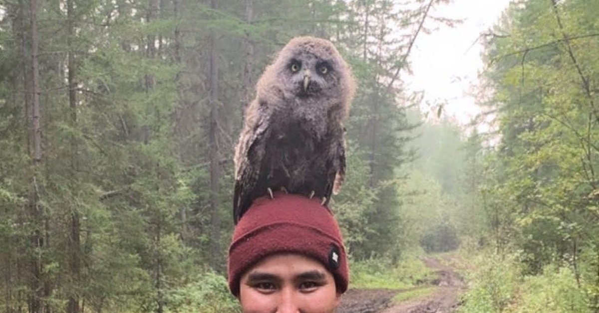 During work to extinguish forest fires in Yakutia, an owl chick was rescued, which sat on the head of its savior - Yakutia, Fire, Wild animals, Animal Rescue, Kindness, Birds, Chick, Owl