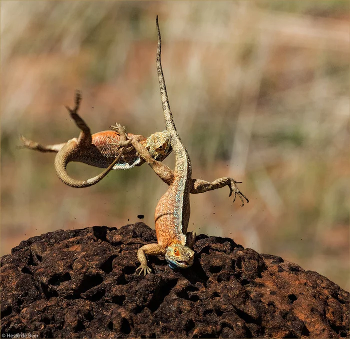 Bite on the tail - Agama, Reptiles, Animals, Wild animals, wildlife, South Africa, The photo
