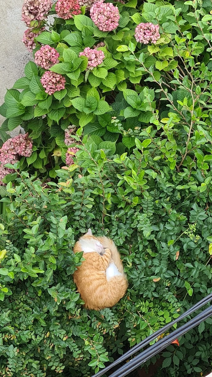 disguise - My, cat, Summer, Flowers