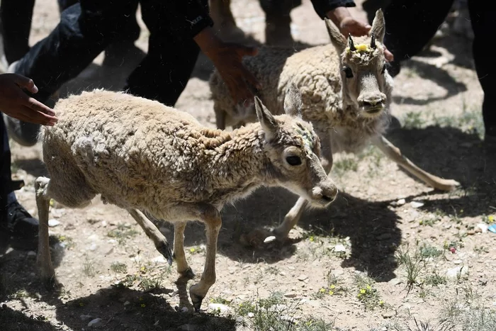 Rescued Tibetan antelope brought offspring - Antelope, Tibet, Artiodactyls, Wild animals, Longpost