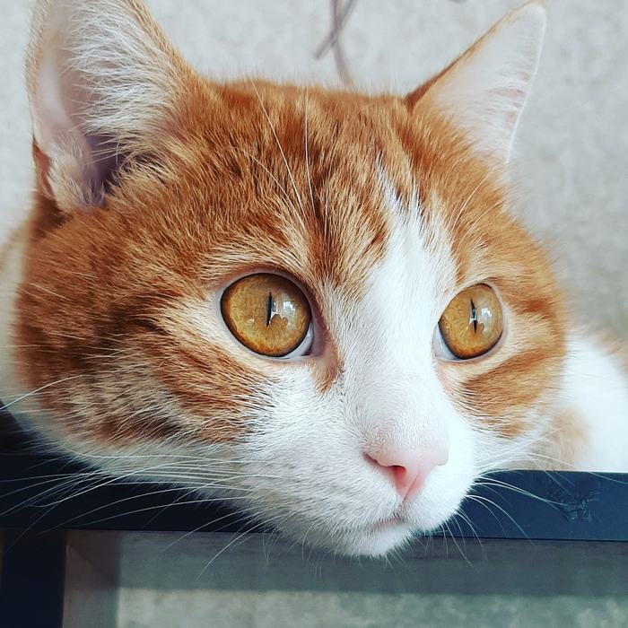 ����� �����