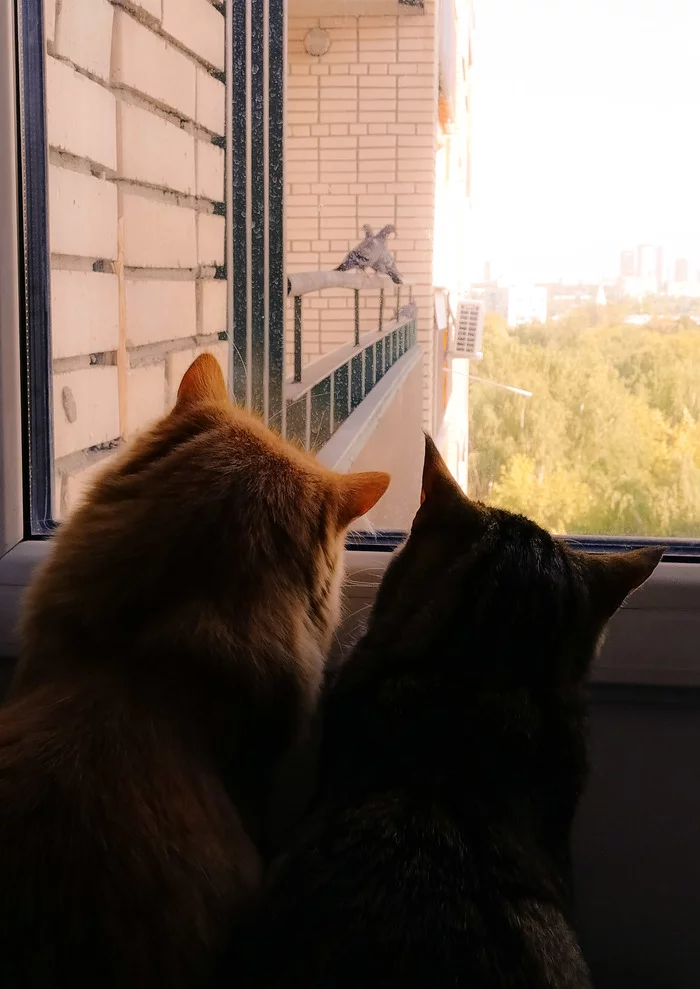 Look what they show - My, cat, friendship, Redheads, Observation, Pigeon