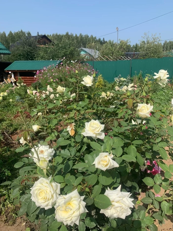 Polarstern - gorgeous creamy white Rose - My, the Rose, Garden, Dacha, Longpost