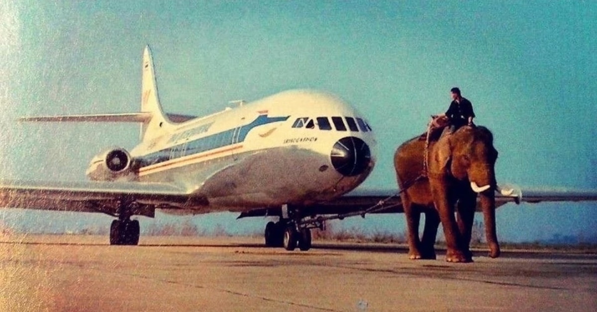 Лошадка самолеты. Буксировка самолета слоном. Слоны в авиации. Самолет слон. Самый смешной самолет в мире.