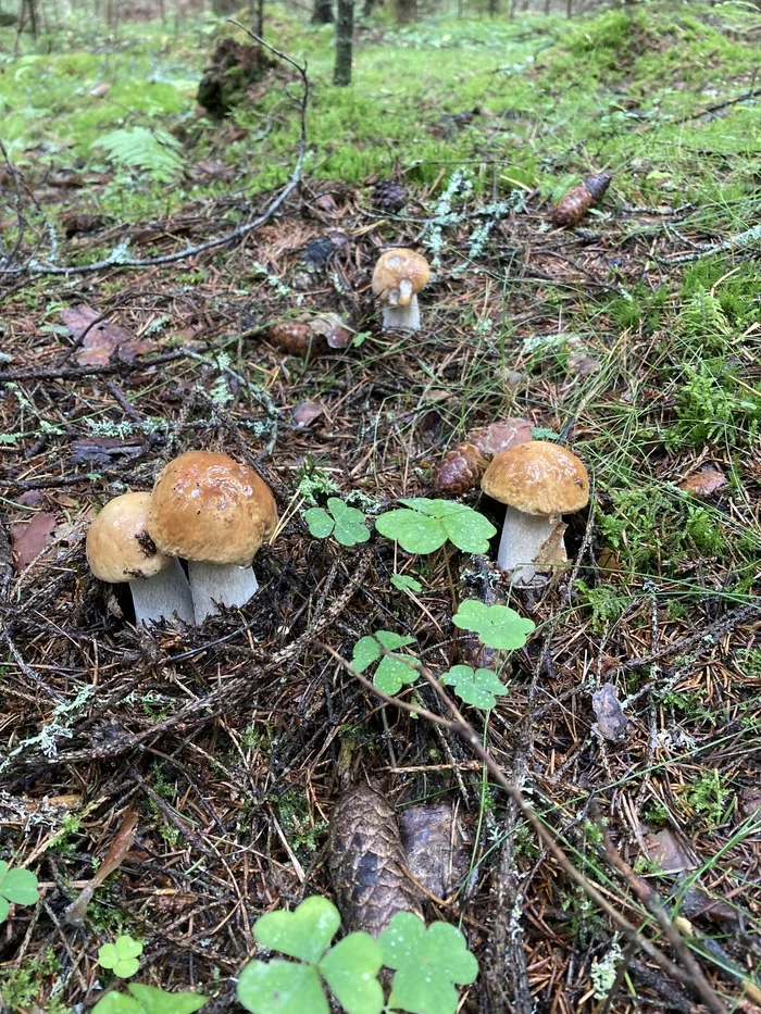 Mushrooms of the Leningrad region, part 3 - My, Mushrooms, Silent hunt, Forest, beauty, Happiness, Borovik, Longpost