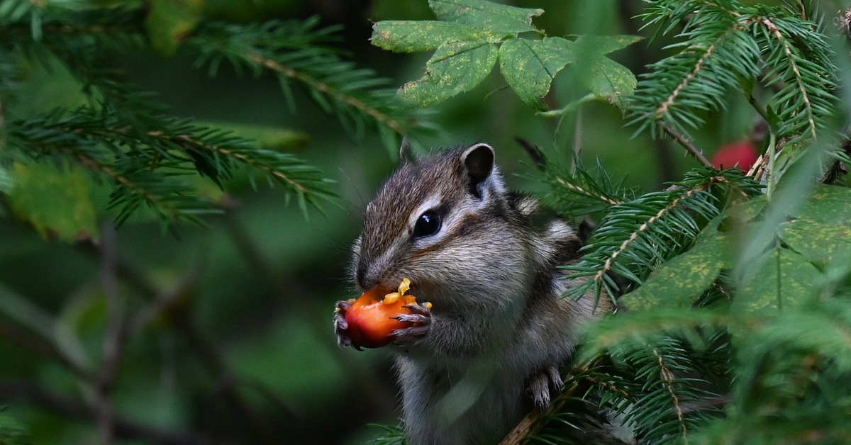 Chipmunk eats ripe rose hips with appetite - Chipmunk, Rodents, Wild animals, Berries, August, The national geographic, The photo, beauty of nature, , Milota