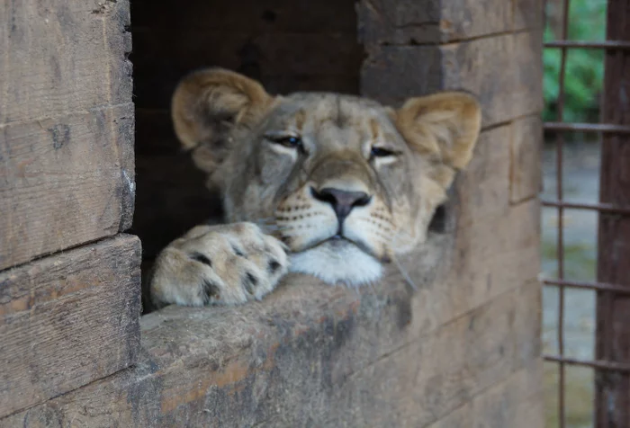 Sleepy beauty lioness - Lioness, Big cats, Cat family, Predatory animals, Leningrad region, Veles, Rehabilitation centers, Animals, , a lion