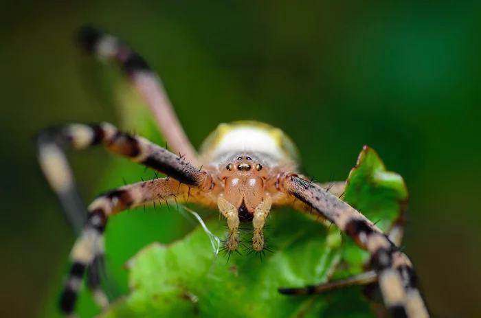 Argiope - My, Spider, Argiope, Argiope Brunnich, Animals, Nature, wildlife, Macro photography, The photo