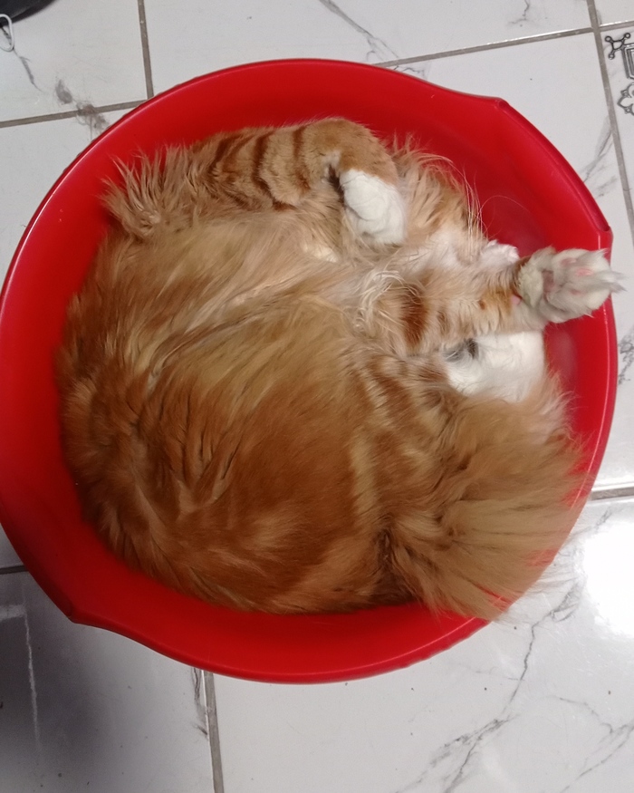 Кот это жидкость...