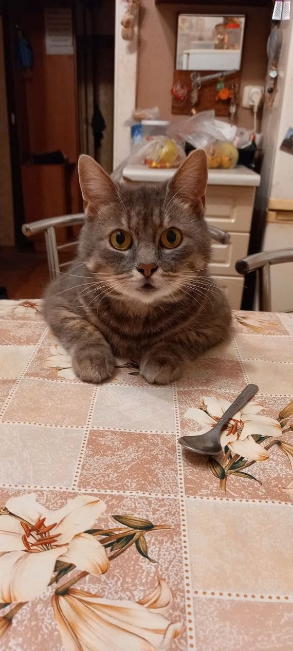Can I have a bite? - My, cat, The photo