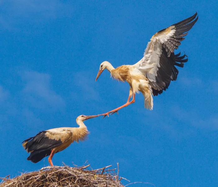 Цап! - Птицы, Цап, Дикие животные, The National Geographic, Фотография