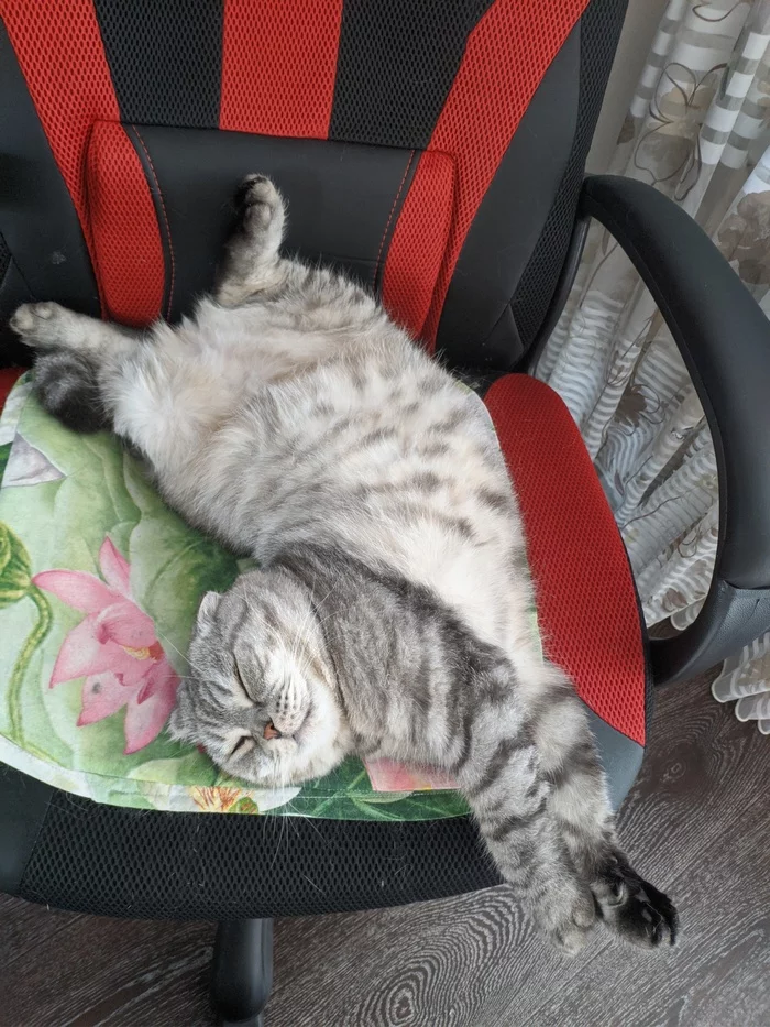 This is a cat named Dog - My, cat, Milota, Computer chair, Dream, Fat cats